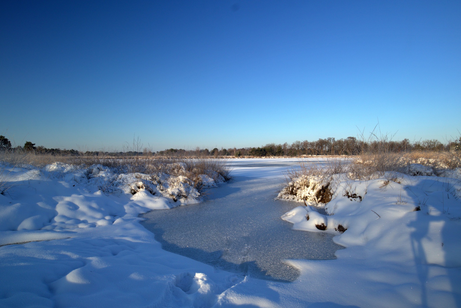 De Kampina in de sneeuw