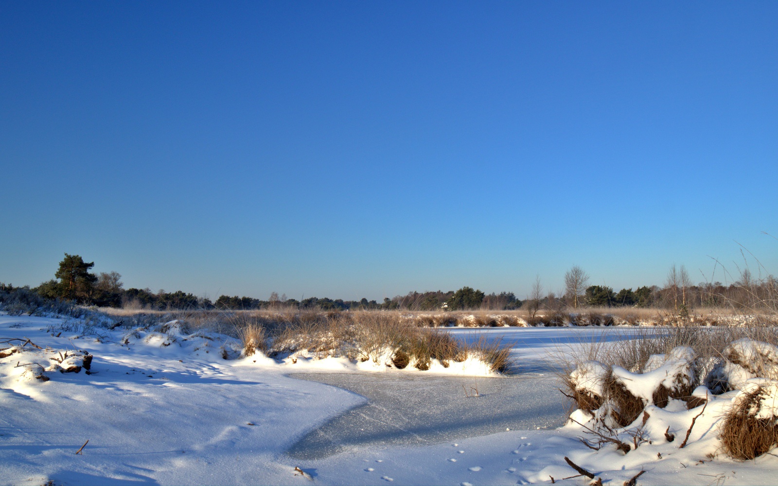 De Kampina in de sneeuw