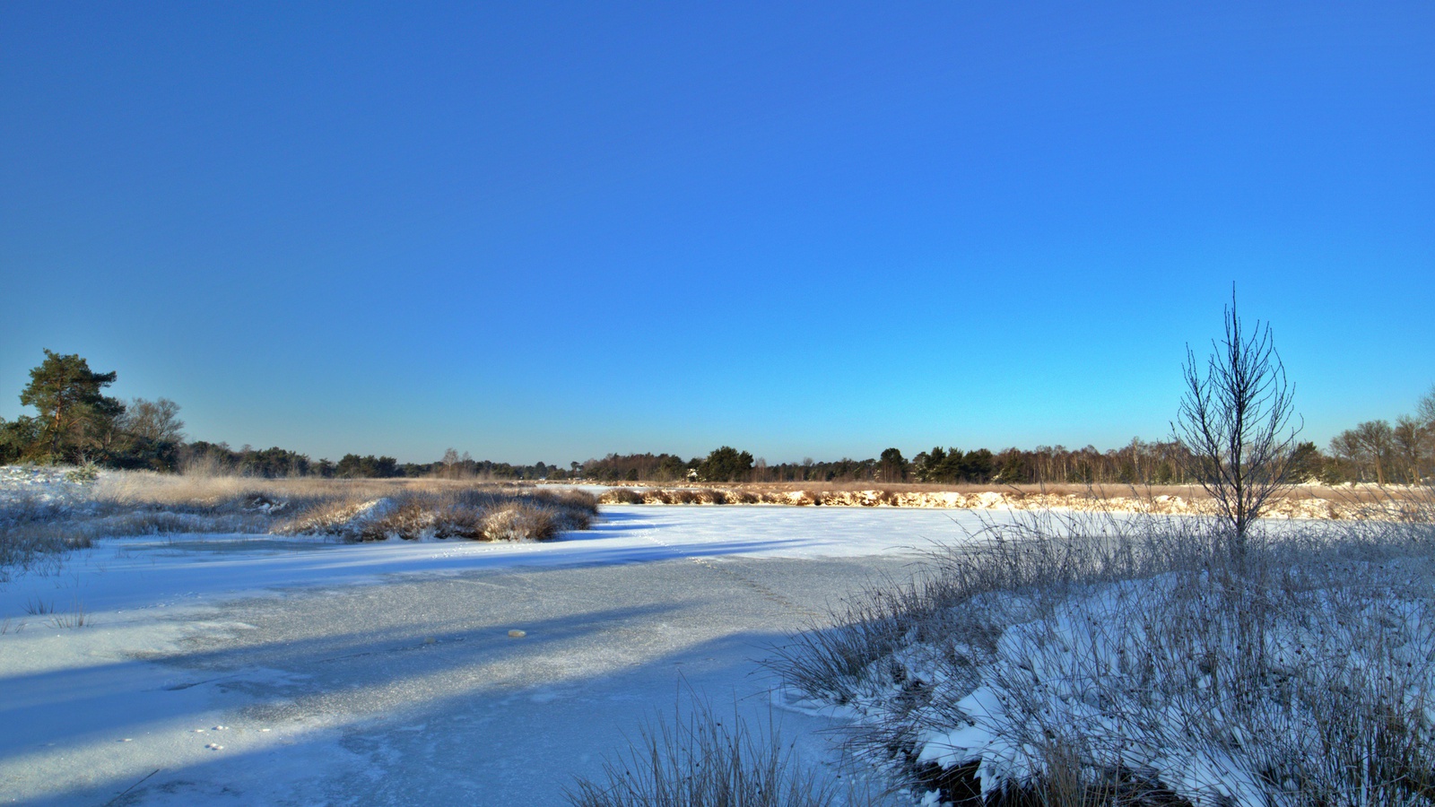De Kampina in de sneeuw