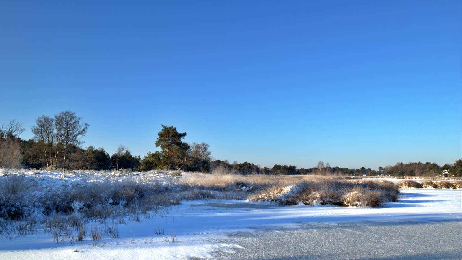 De Kampina in de sneeuw
