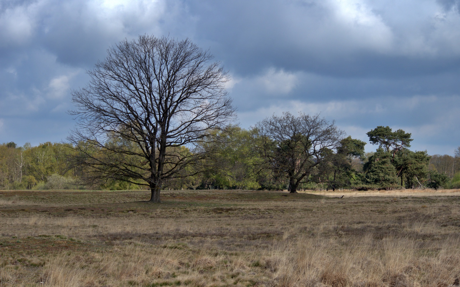 De Strabrechtse Heide