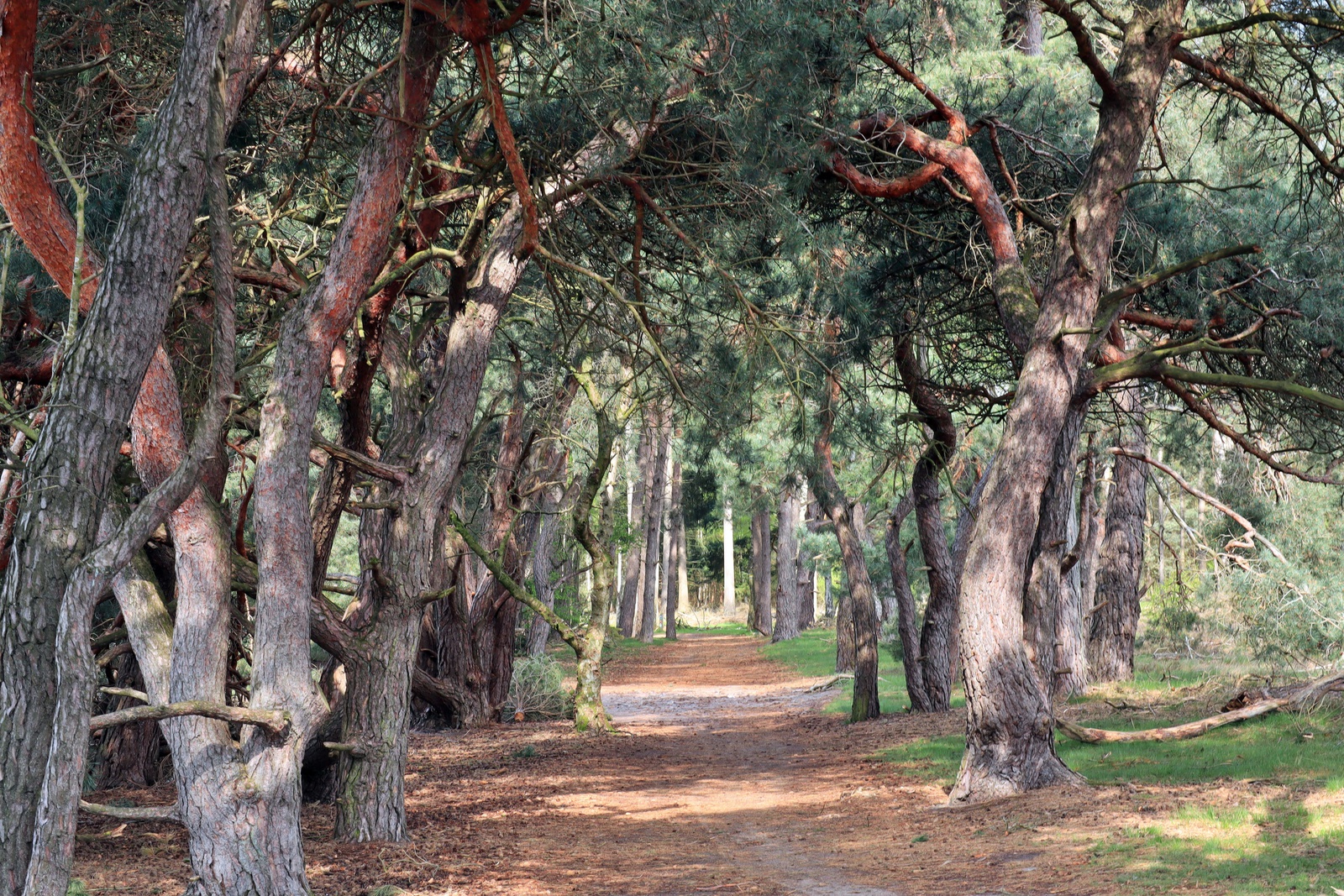 De Strabrechtse Heide