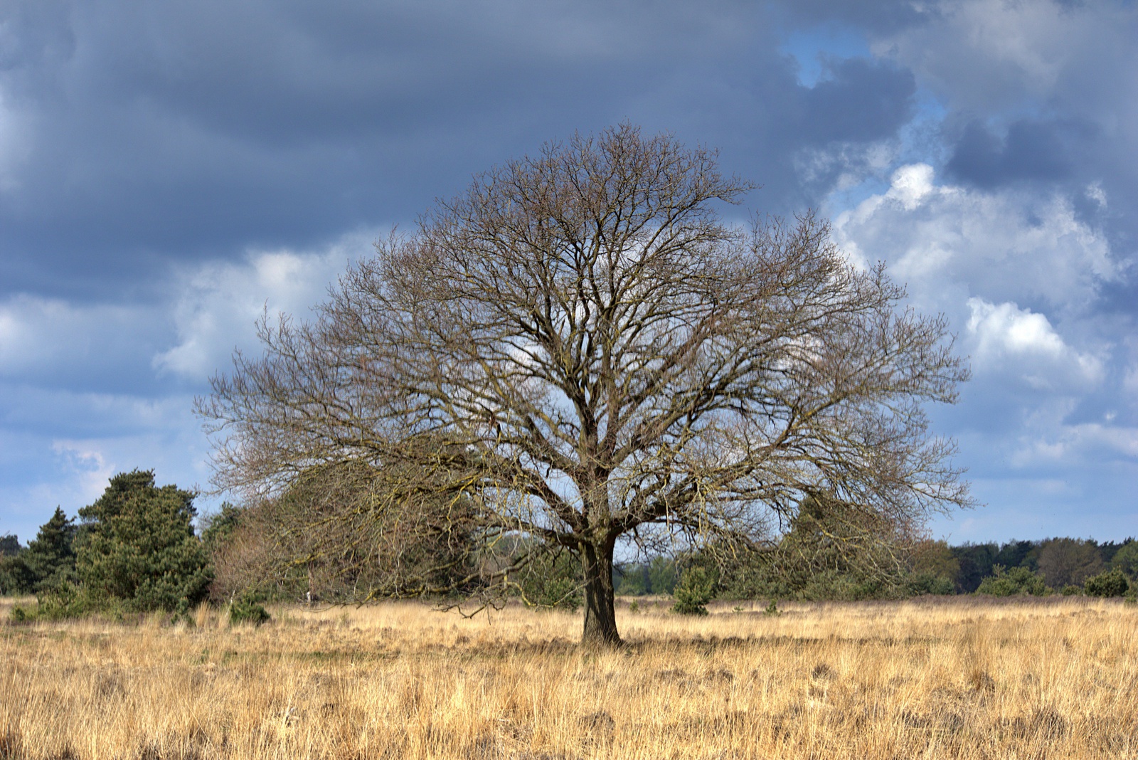 De Strabrechtse Heide