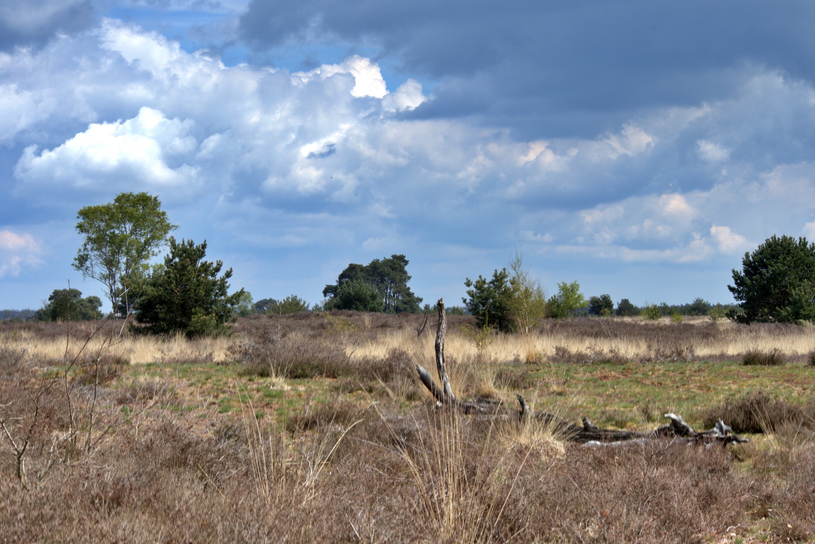 De Strabrechtse Heide