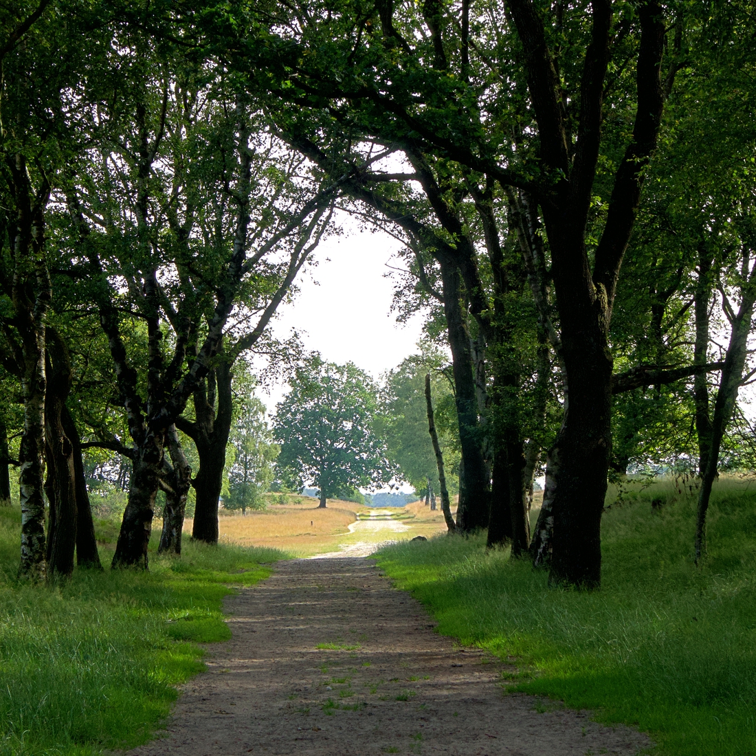 Het natuurgebied het Balloërveld