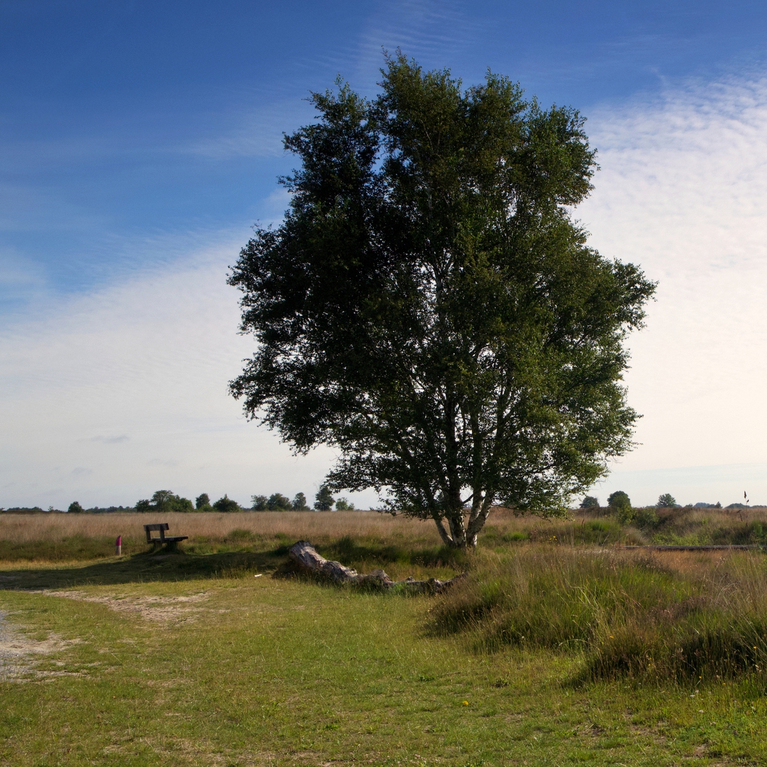 Het natuurgebied het Balloërveld