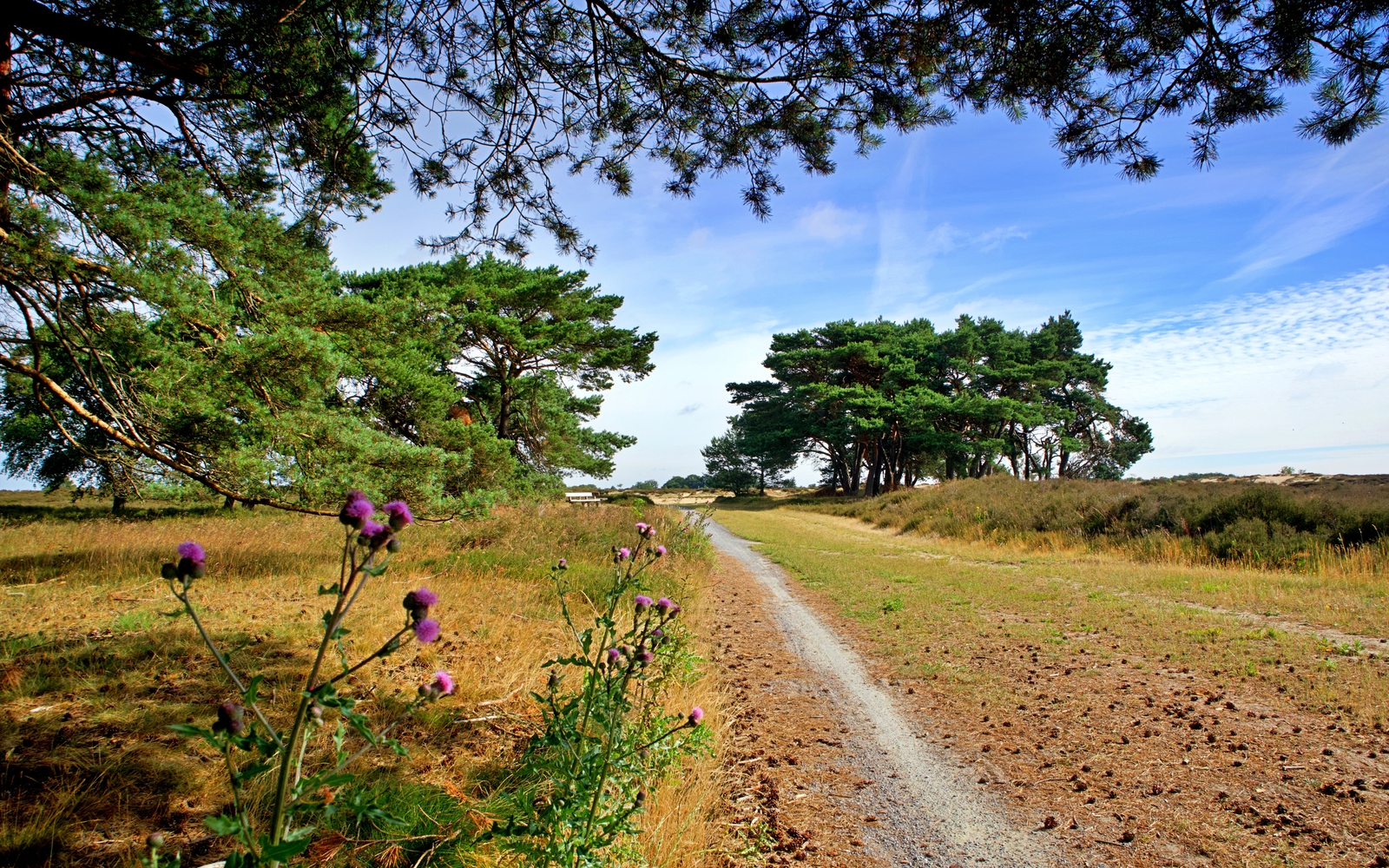 Het natuurgebied het Balloërveld