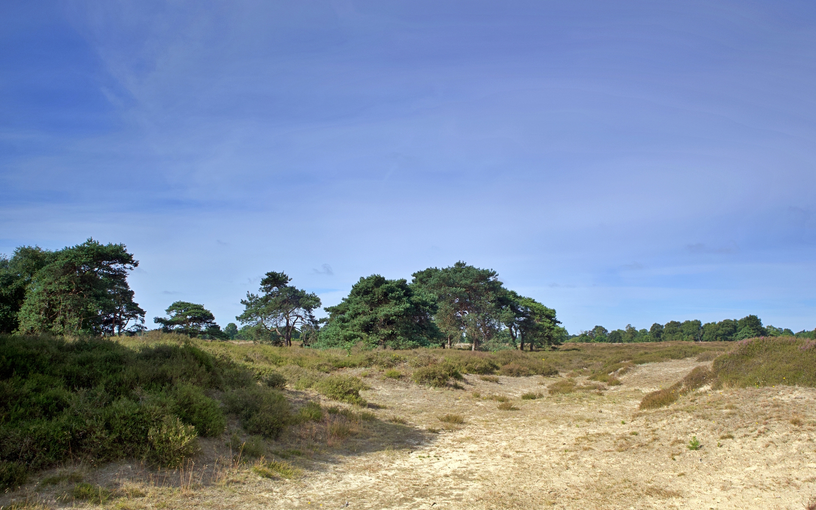 Het natuurgebied het Balloërveld