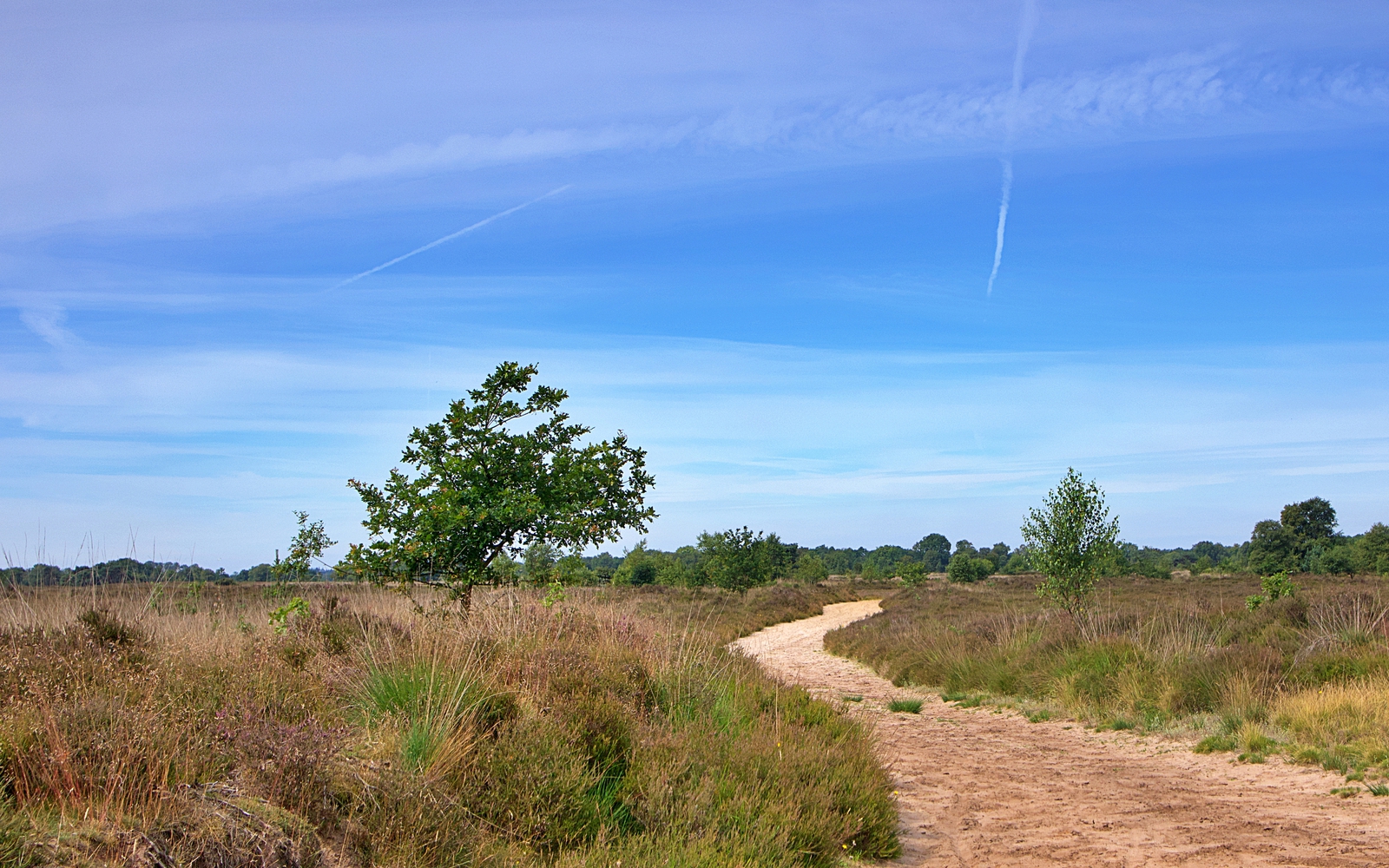 Het natuurgebied het Balloërveld
