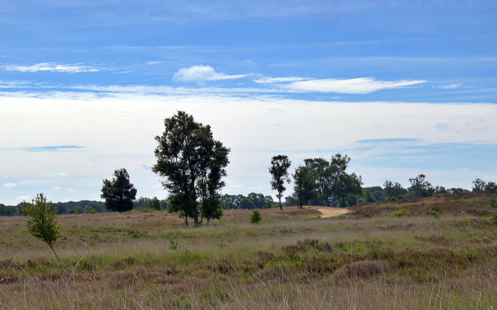 Het natuurgebied het Balloërveld
