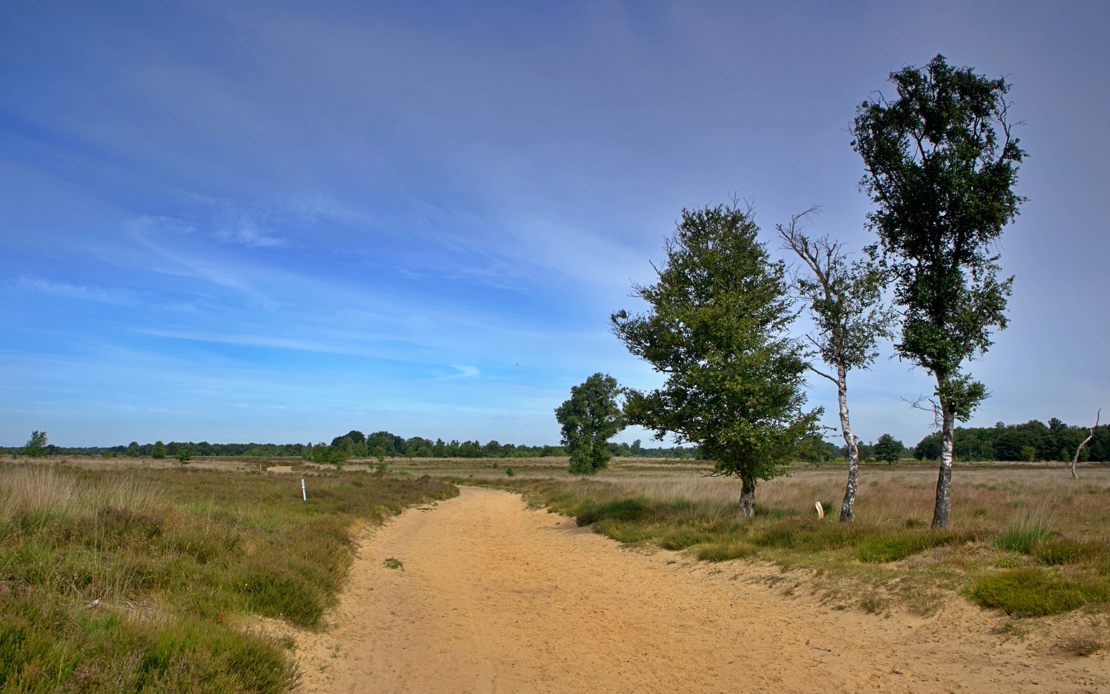 Het natuurgebied het Balloërveld