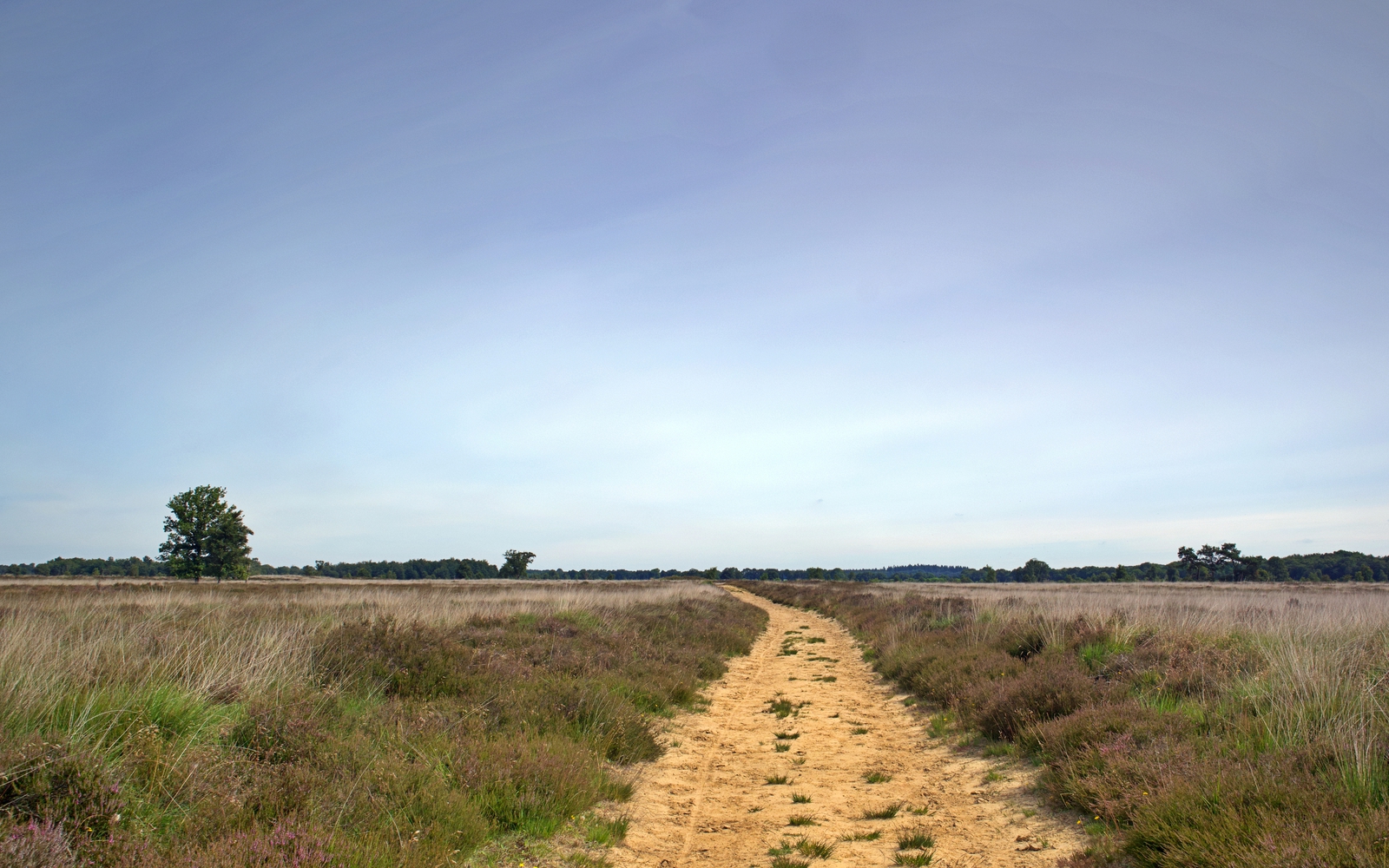 Het natuurgebied het Balloërveld