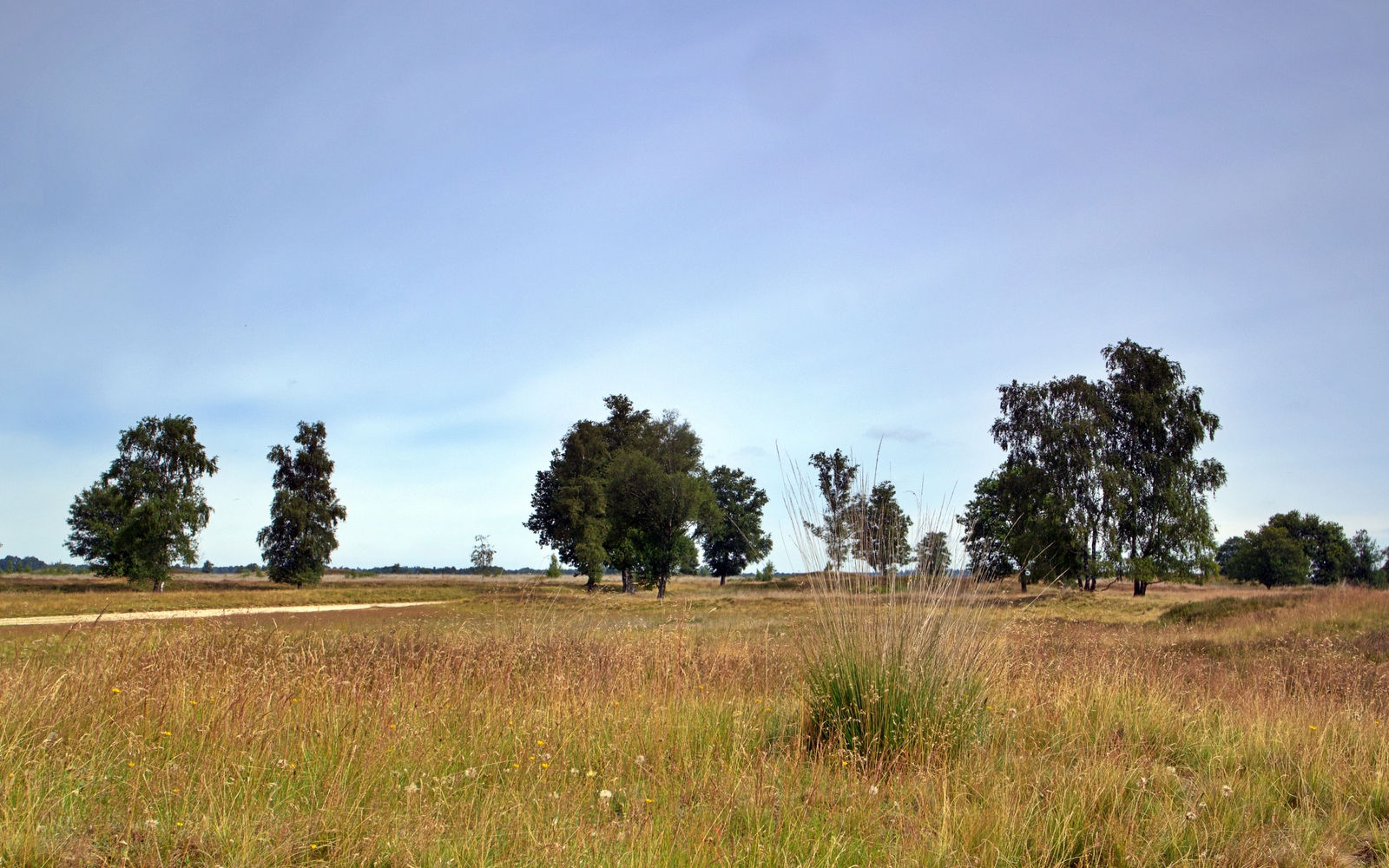 Het natuurgebied het Balloërveld