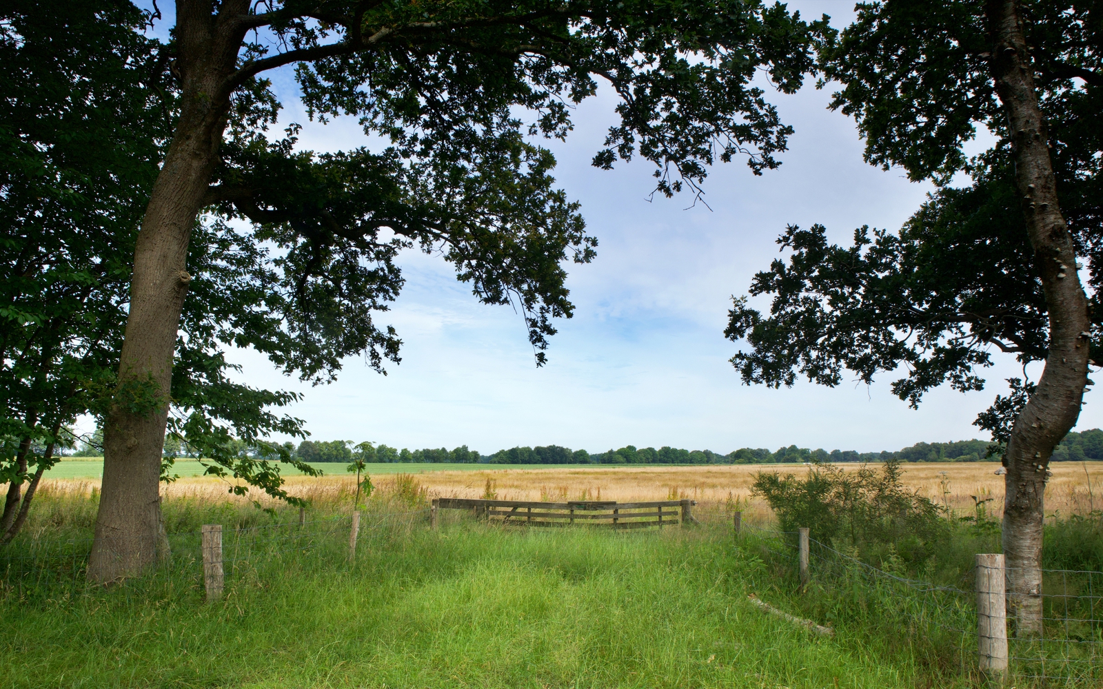 Het natuurgebied het Balloërveld