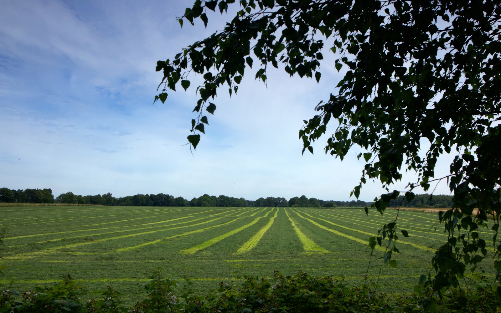 Het natuurgebied het Balloërveld