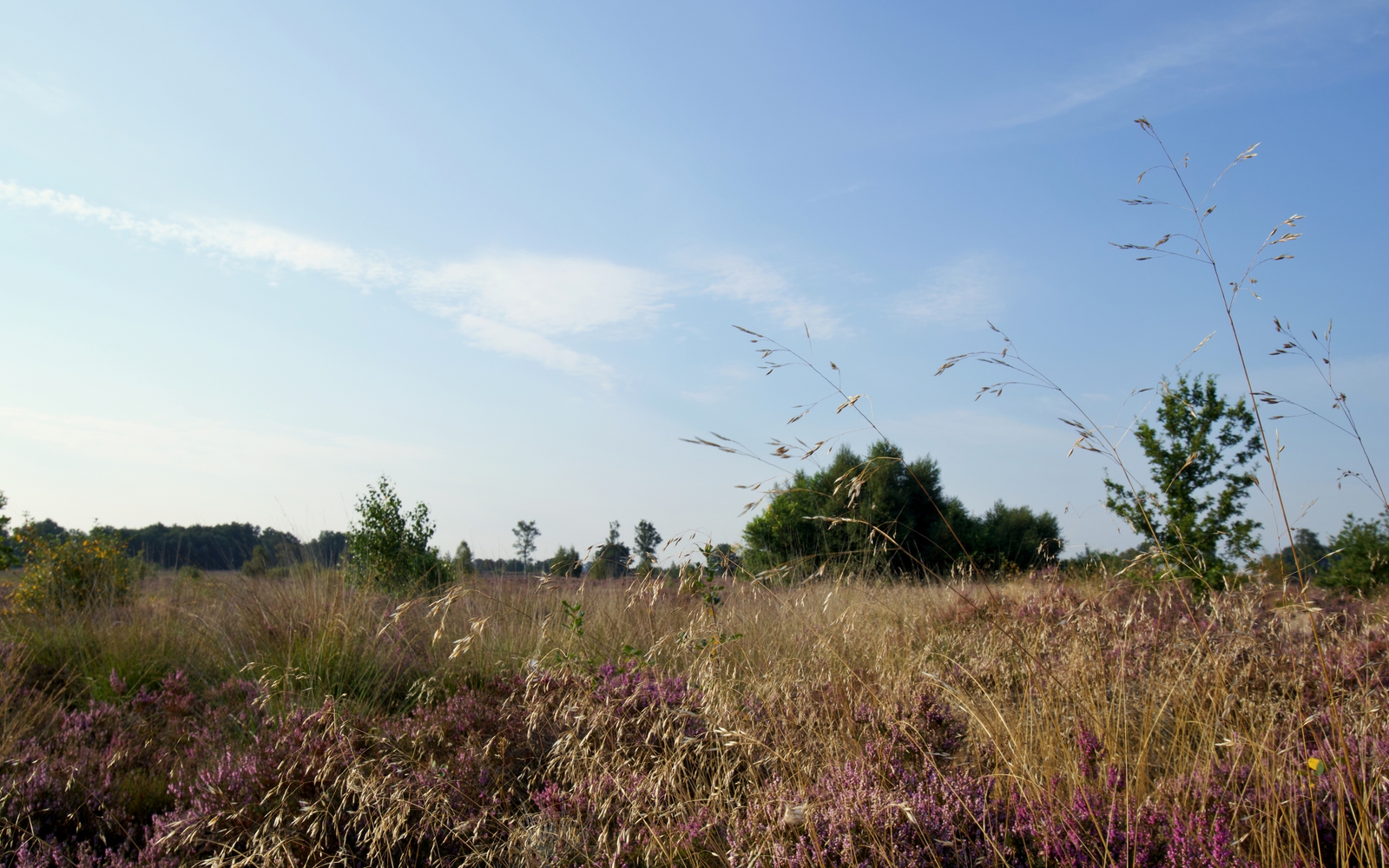 Het natuurgebied het Balloërveld