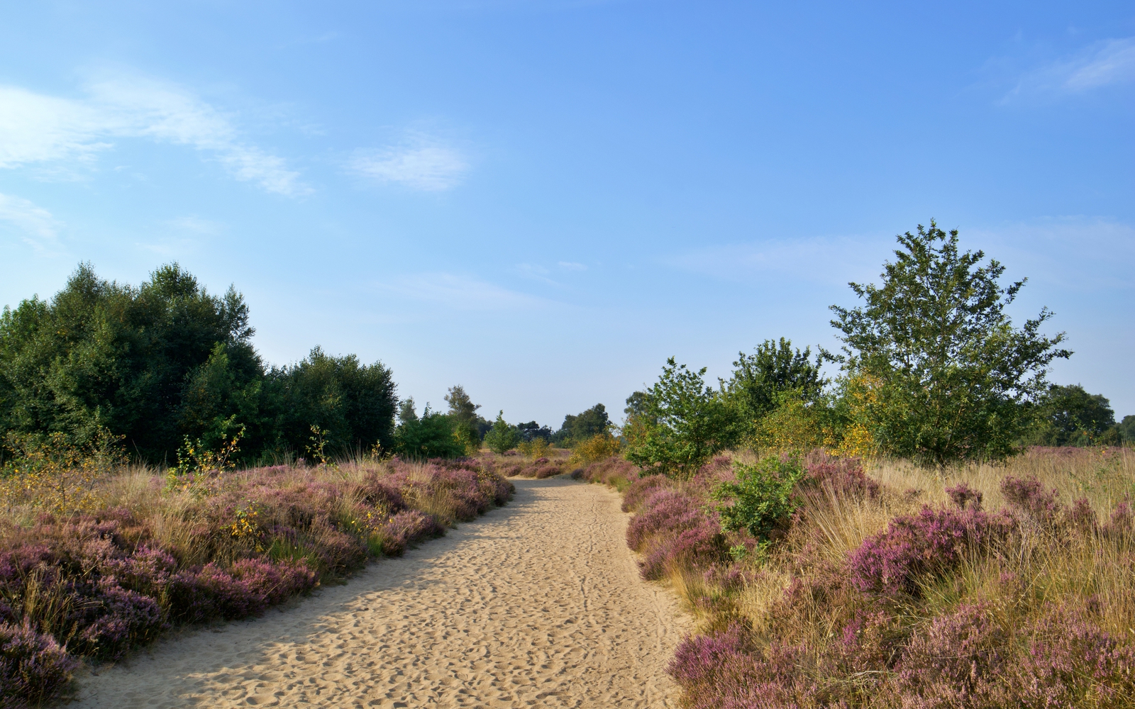 Het natuurgebied het Balloërveld