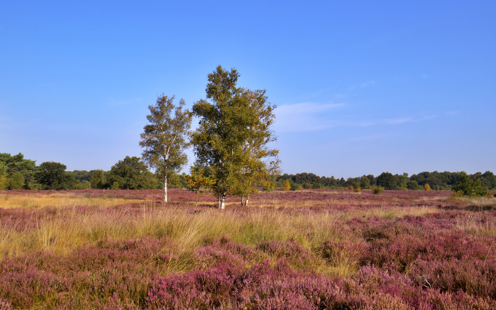 Het natuurgebied het Balloërveld
