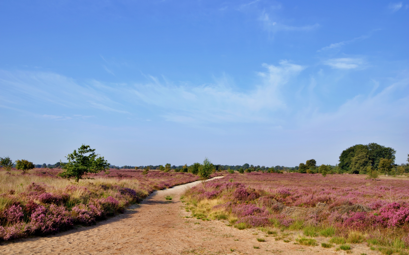 Het natuurgebied het Balloërveld