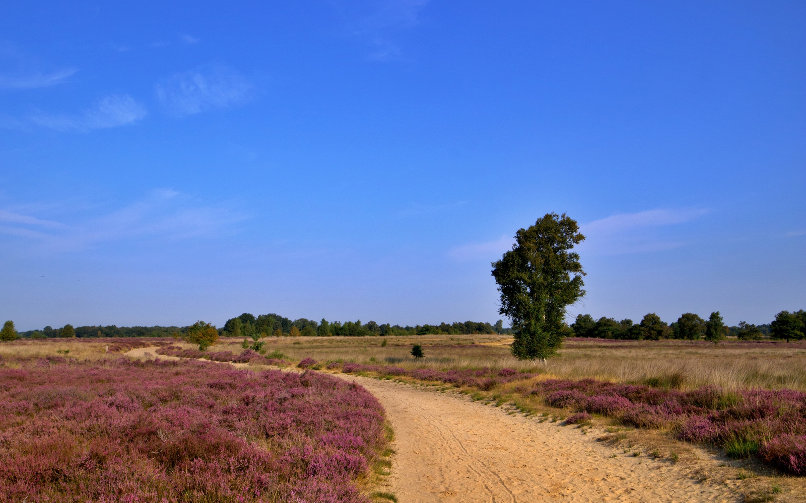 Het natuurgebied het Balloërveld