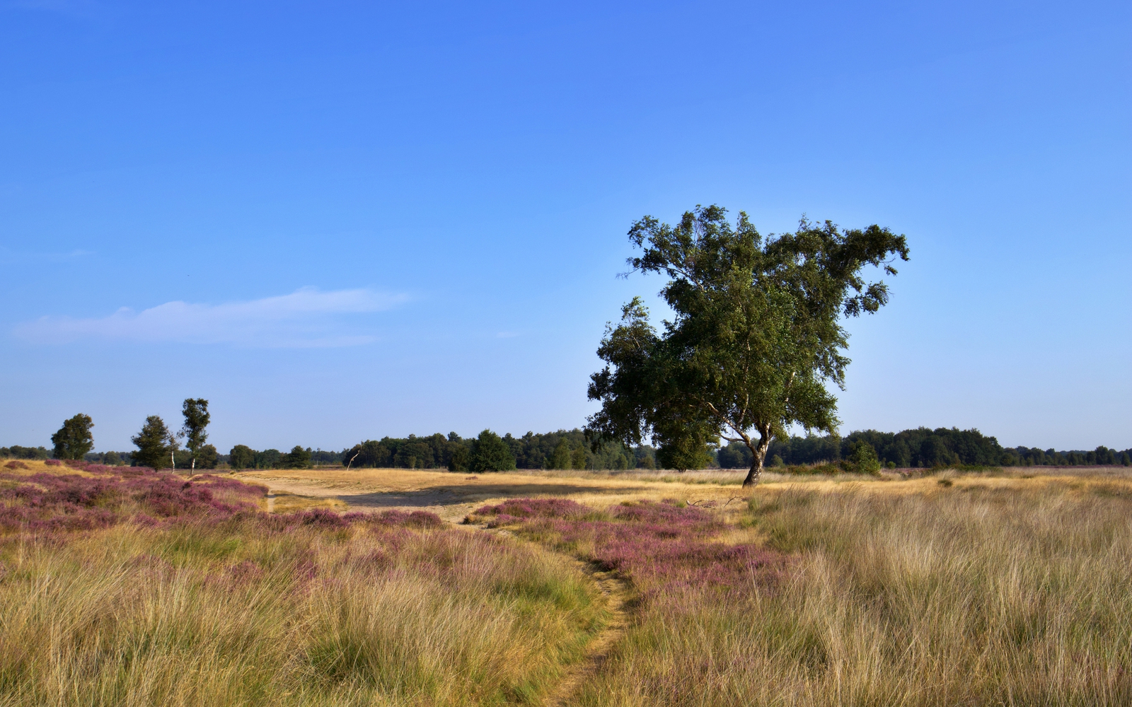 Het natuurgebied het Balloërveld