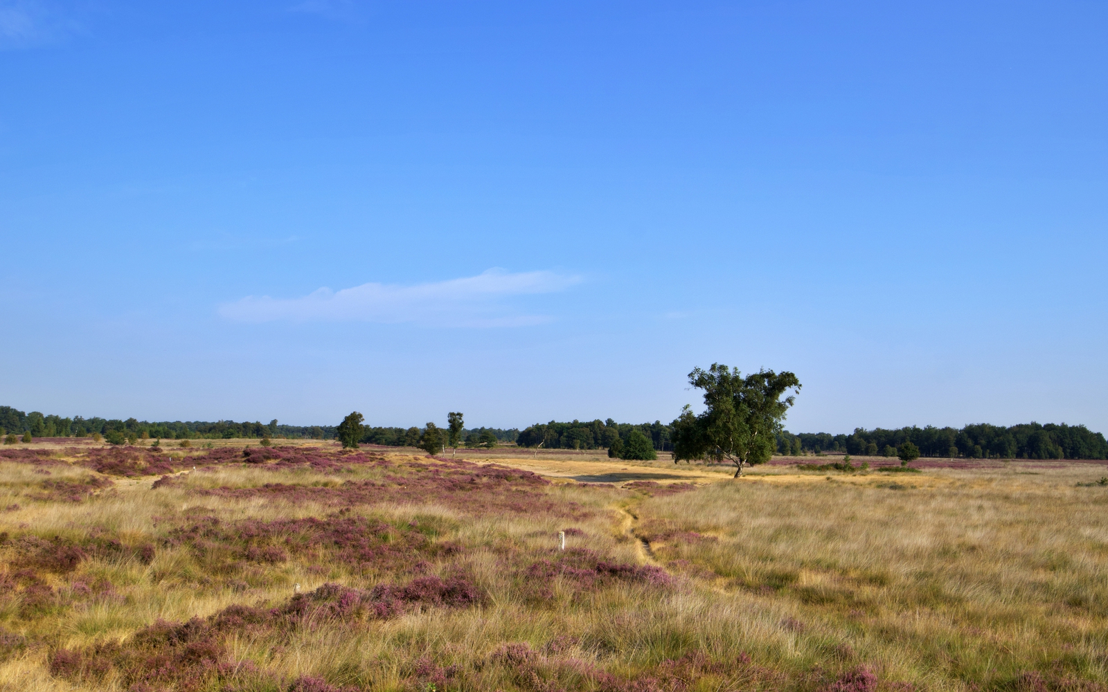 Het natuurgebied het Balloërveld