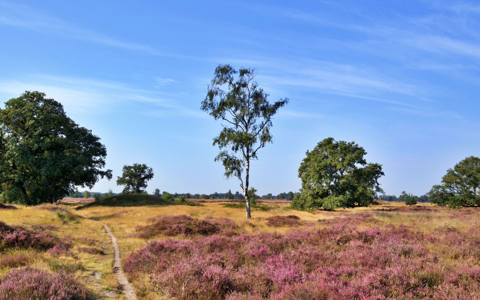Het natuurgebied het Balloërveld