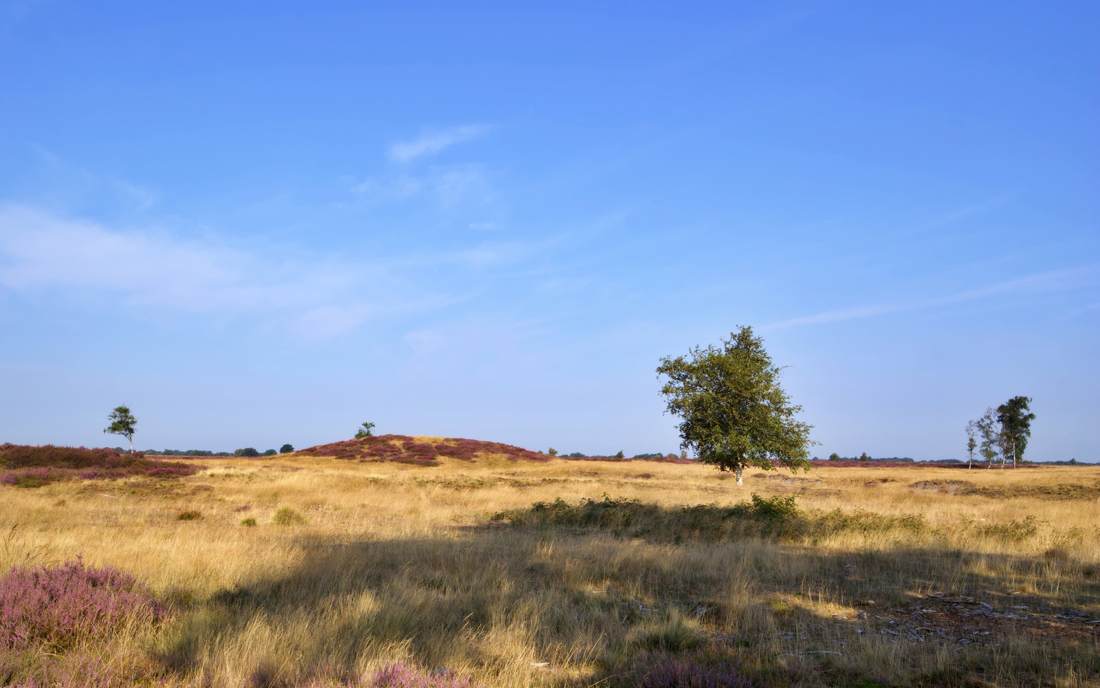 Het natuurgebied het Balloërveld