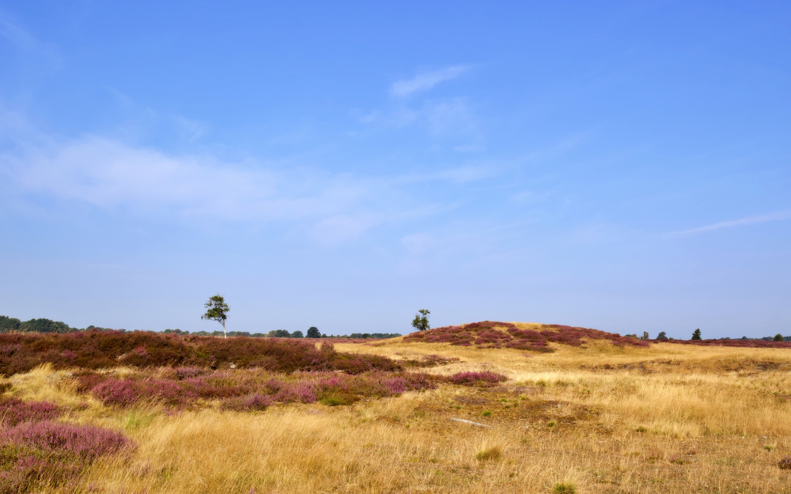 Het natuurgebied het Balloërveld