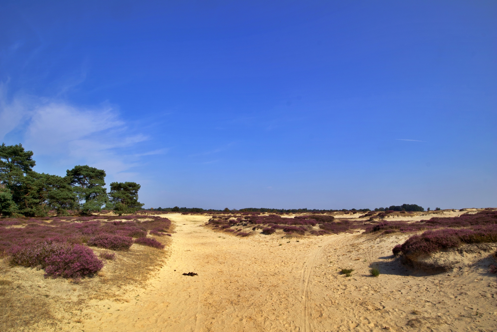 Het natuurgebied het Balloërveld