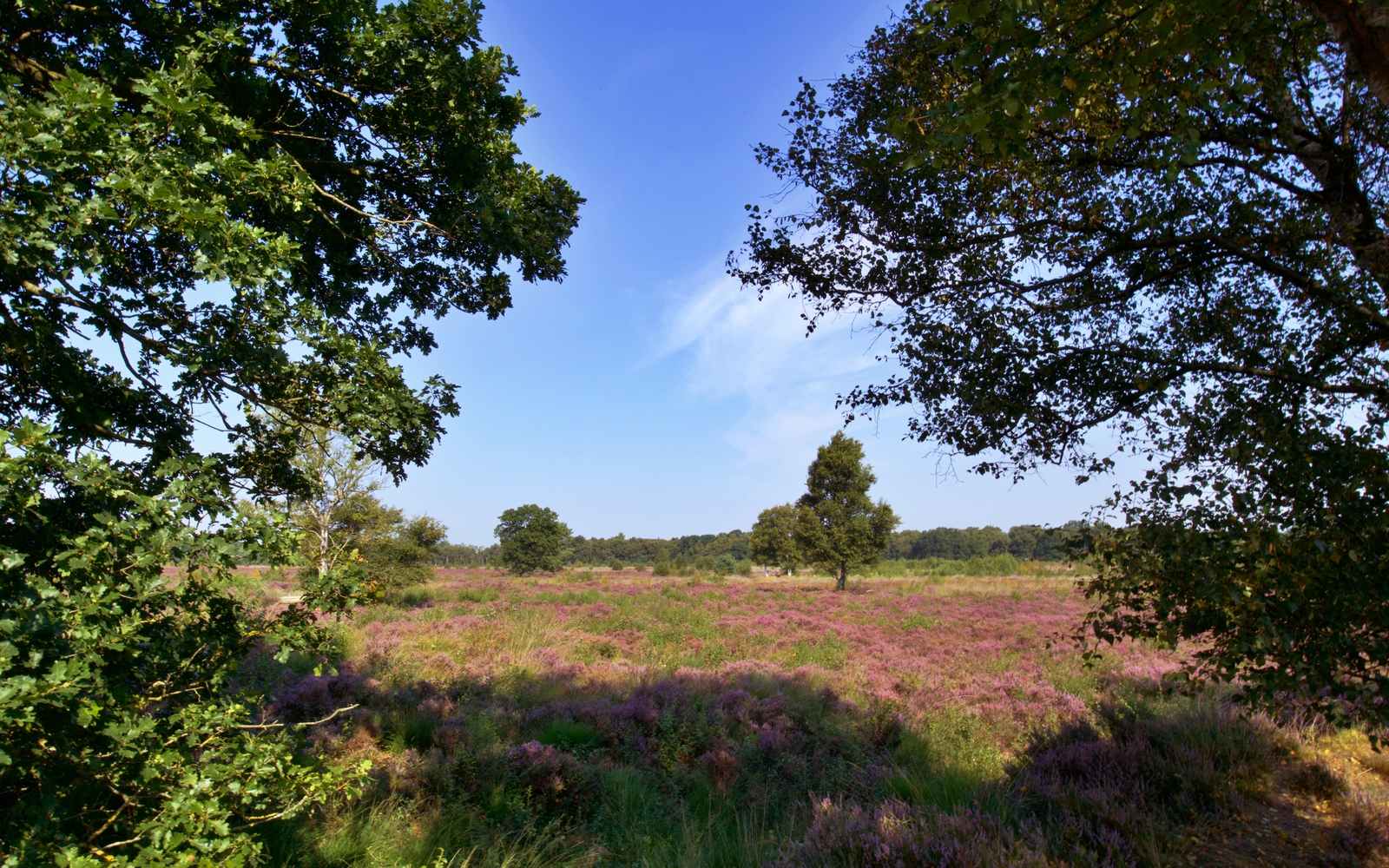 Het natuurgebied het Balloërveld