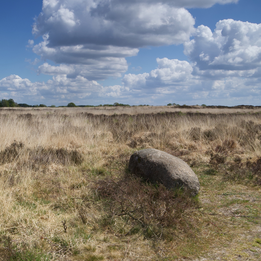 Noordsche Veld