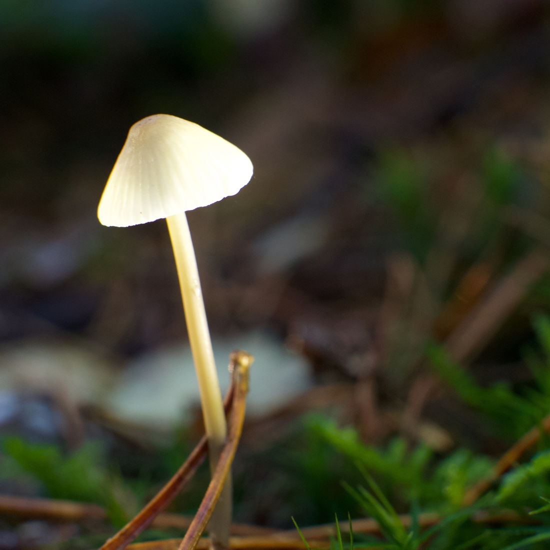Paddestoelen