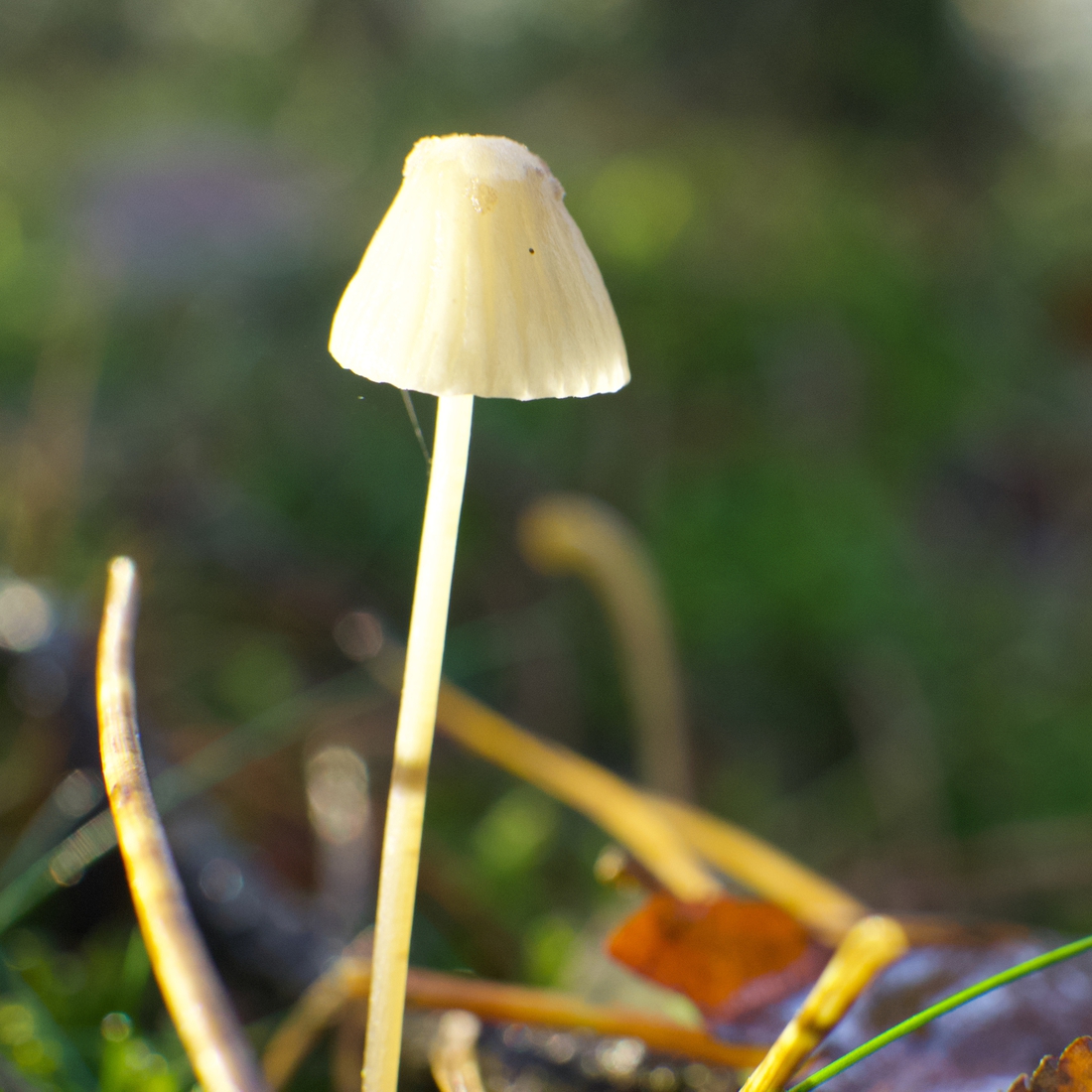 Paddestoelen