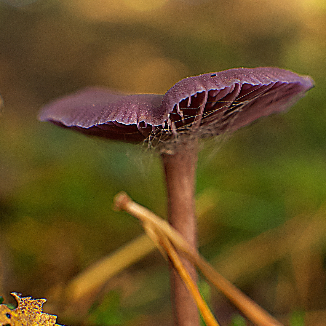 Paddestoelen