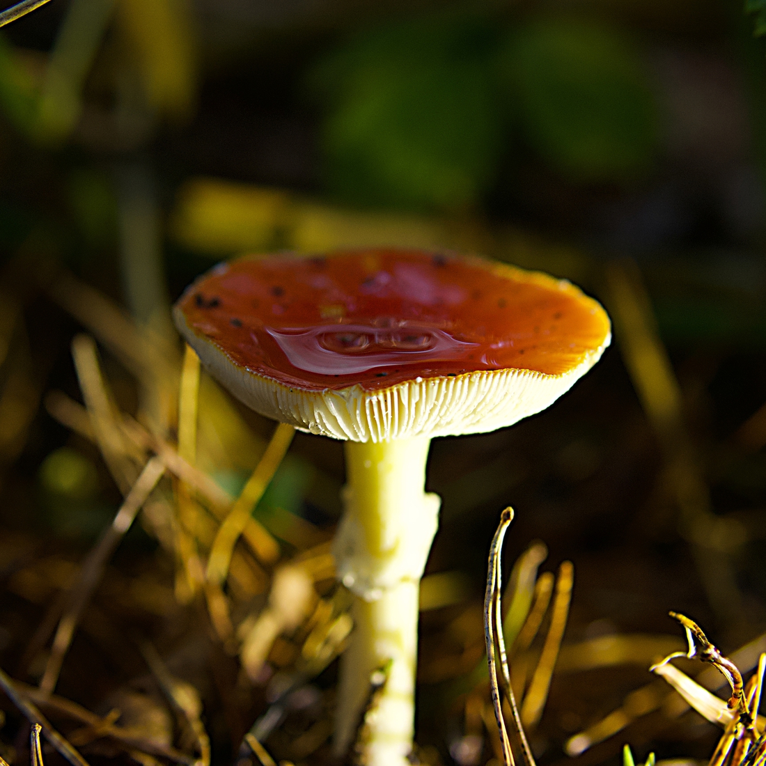Paddestoelen