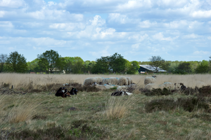 Het Noordsche Veld, onderdeel van de Kop van Drenthe en waarin de Natuurplaats ligt, is een bos- en heidegebied van Staatsbosbeheer. Het is vooral bekend om zijn archeologische waarden en door de Rijksdienst voor Cultureel Erfgoed uitgeroepen tot Archeologisch Monument. Er zijn overblijfselen te vinden uit de Steen-, Brons- en Ijzertijd zoals grafheuvels en ‘celtic fields’