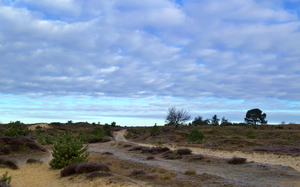 Het Aekingerzand, ook wel de Kale Duinen genoemd, is een gebied met zandverstuivingen nabij Appelscha. Het maakt deel uit van het Nationaal Park Drents Friese Wold. Het gebied is omringd met bos en heide, maar in het gebied zelf komt vrijwel geen begroeiing voor