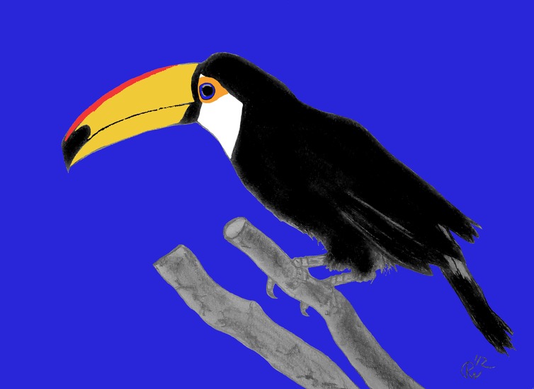 Toucan