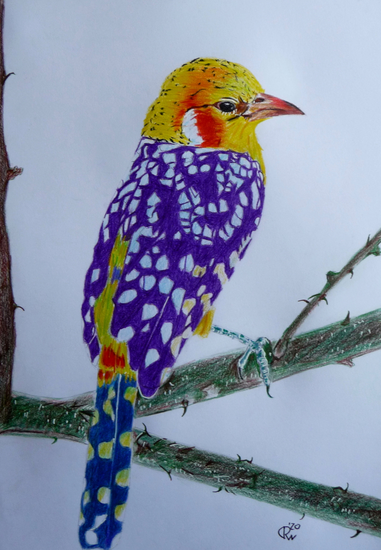 Red-and-Yellow Barbet