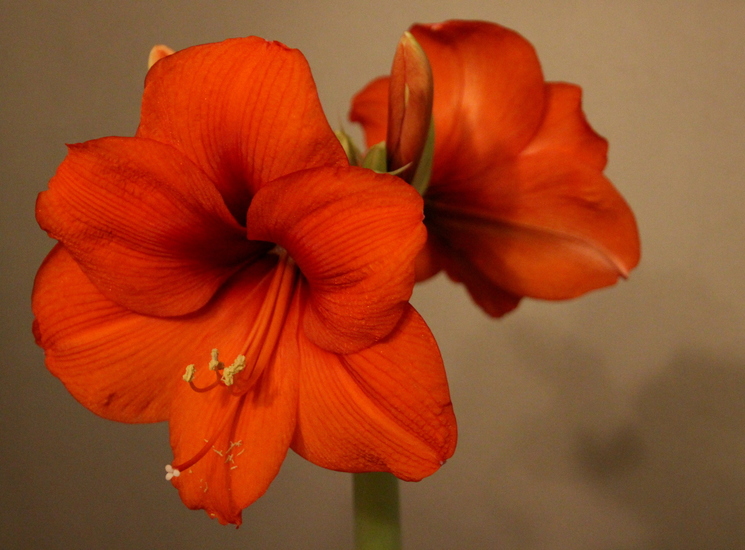 Amaryllis Rood