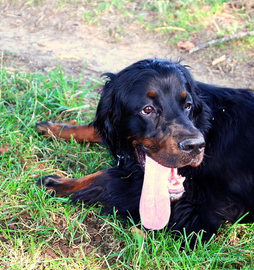 Gordon Setter Ziva