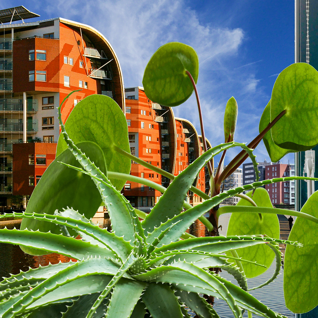 5 Paleiskwartier - View with cactus