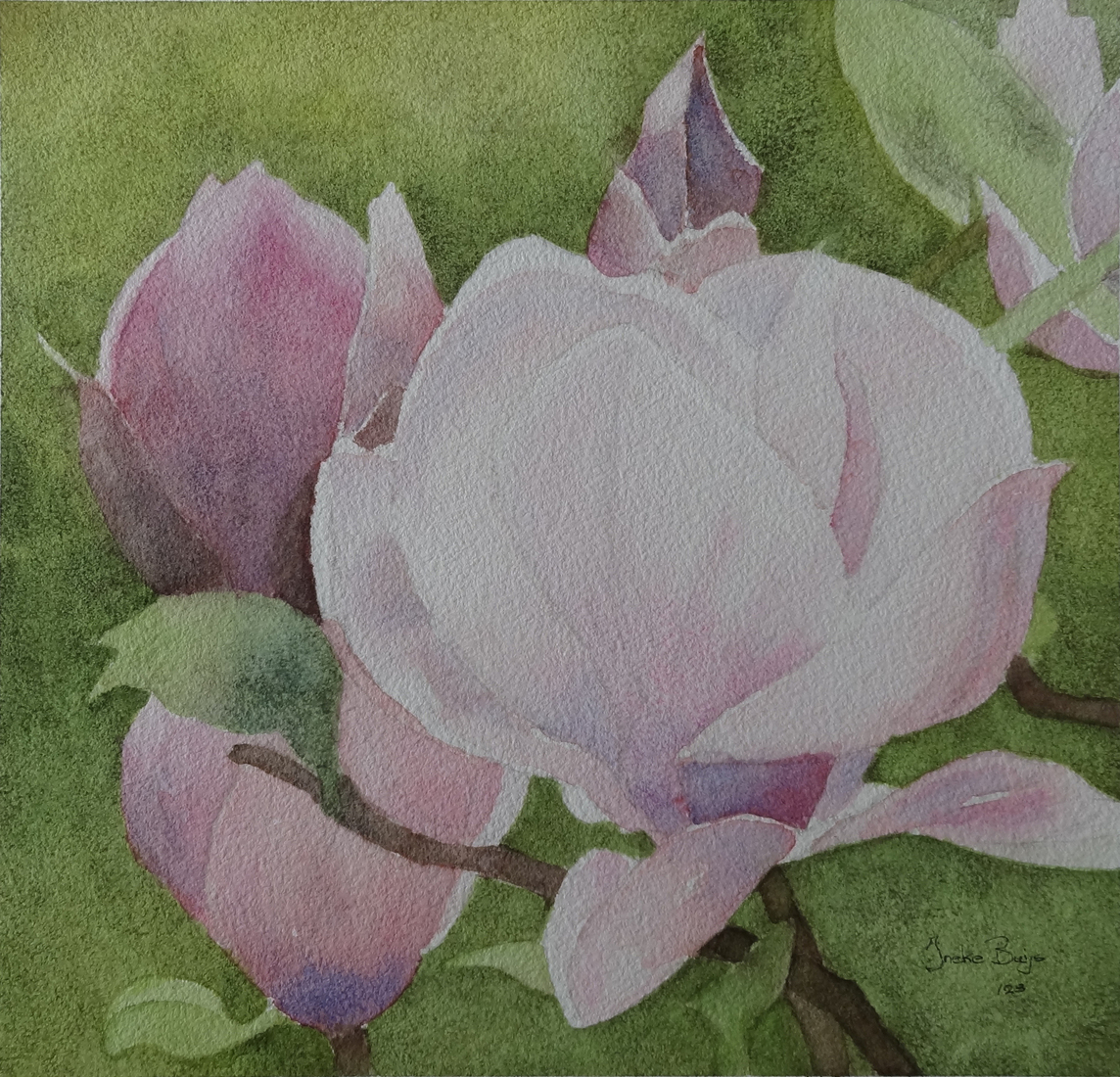 Magnolia
