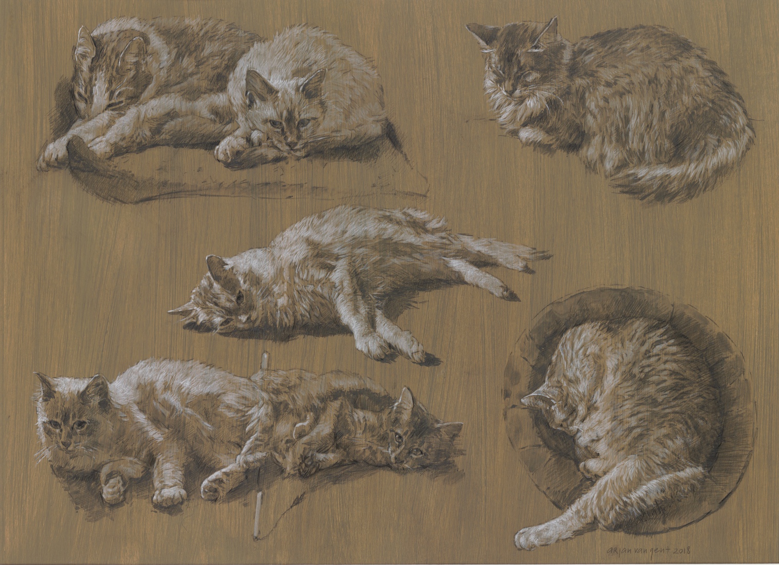 Studies van mijn katten