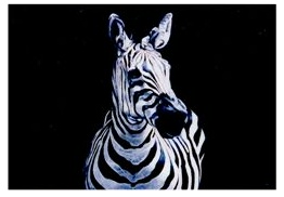 Zebrablik in de wereld
