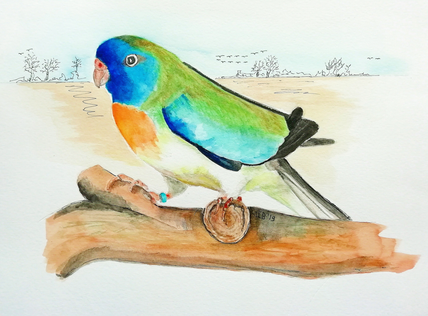 Neophema Splendida (Turquois cinnamon)