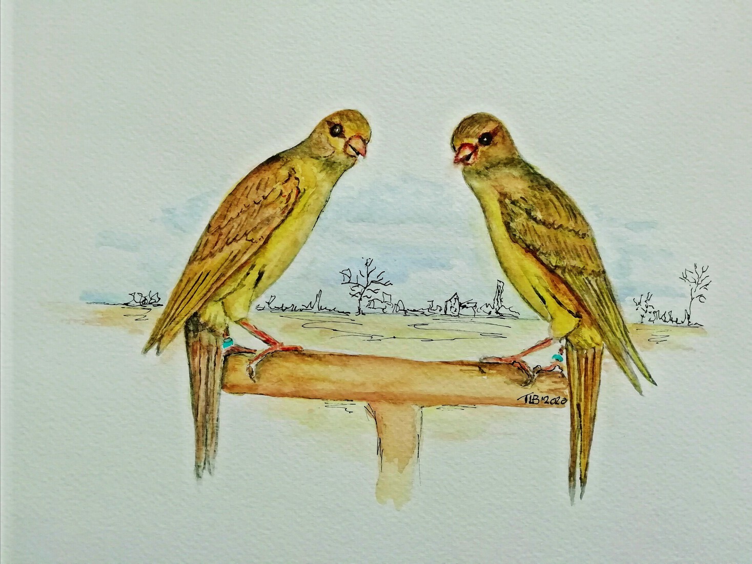 De Japan Hoso kanarie