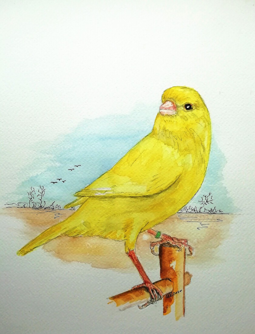 'Gewoon' een geel (intensieve) kanarie!