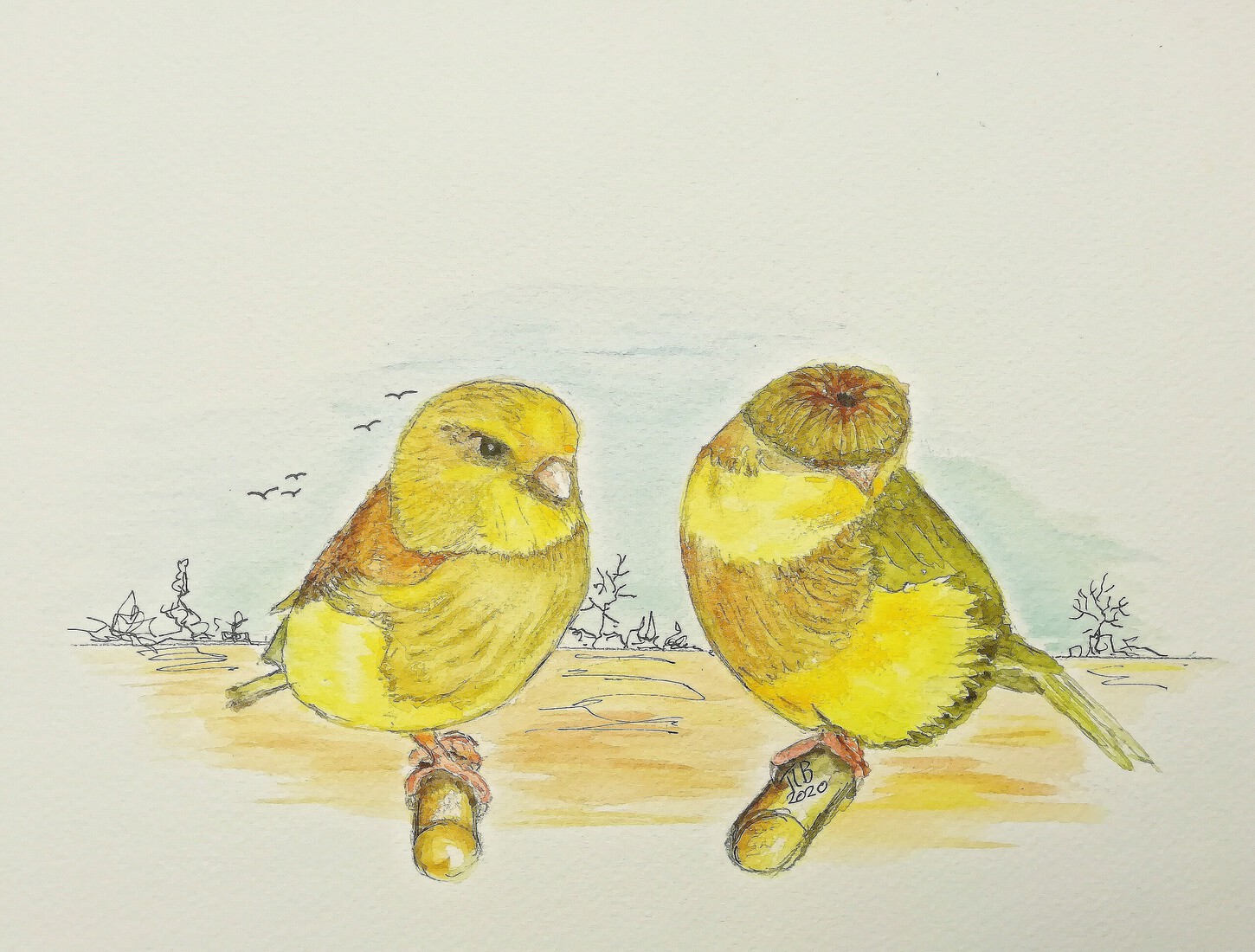 De Gloster (Consort & Corona) kanarie